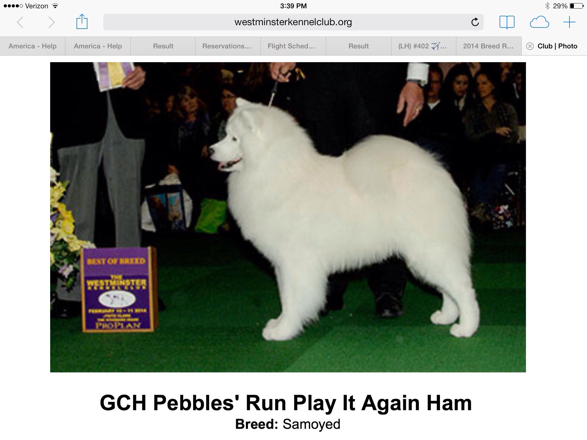 Pebbles run sale samoyeds